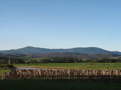 the hills and the vines